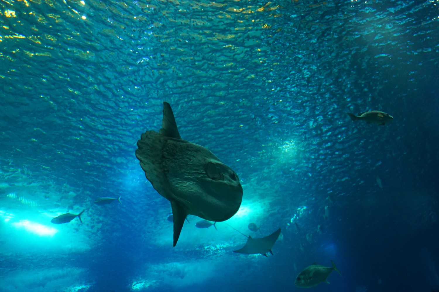Sunfish, Oceanário de Lisboa Sunfish, Oceanário de Lisboa