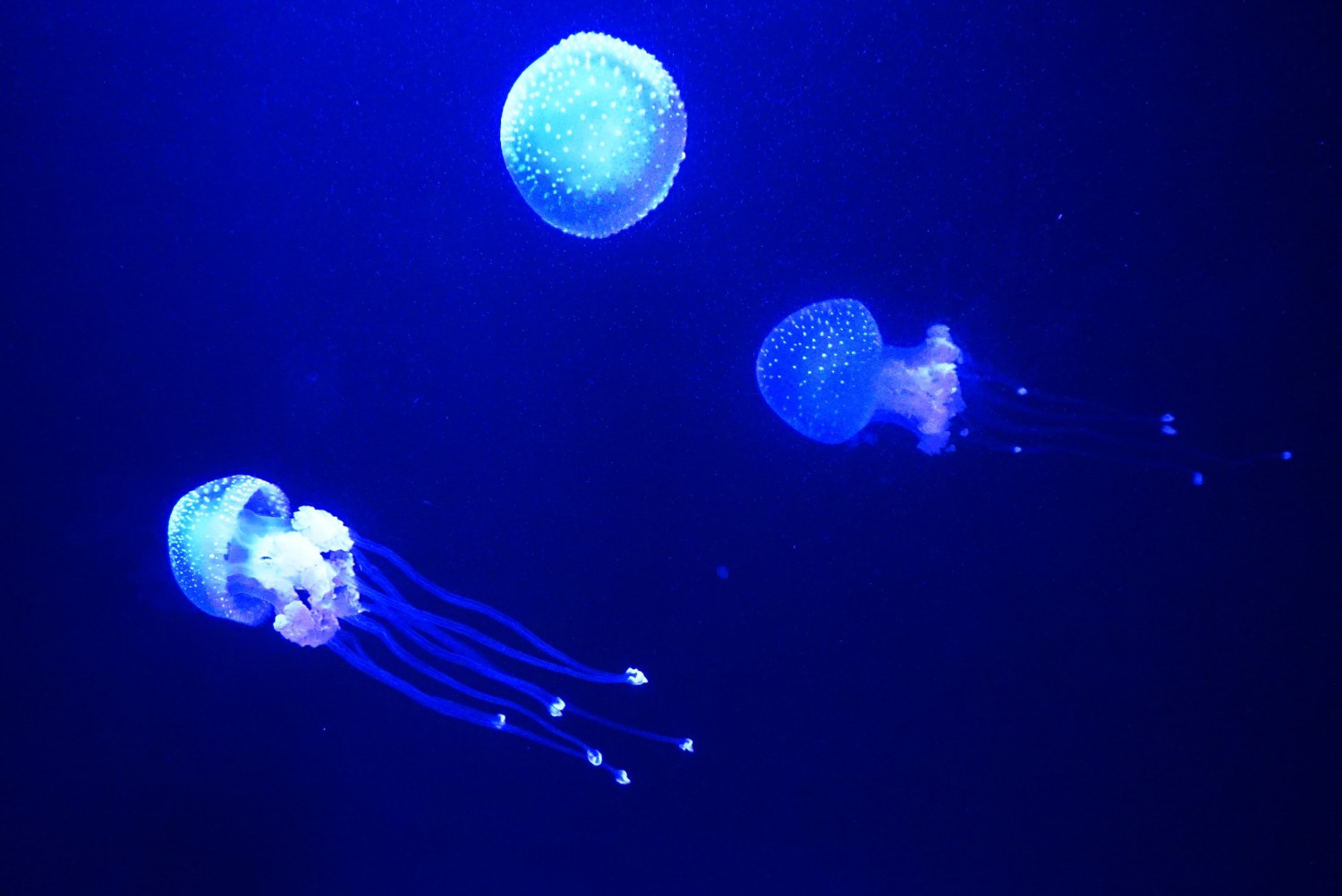 Jellyfish, Oceanário de Lisboa Jellyfish, Oceanário de Lisboa