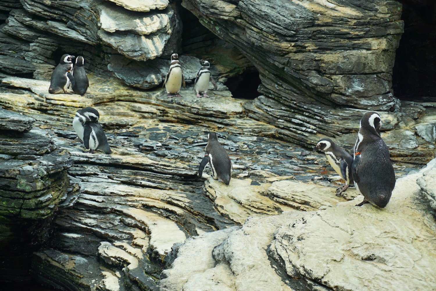 Penguins, Oceanário de Lisboa Penguins, Oceanário de Lisboa