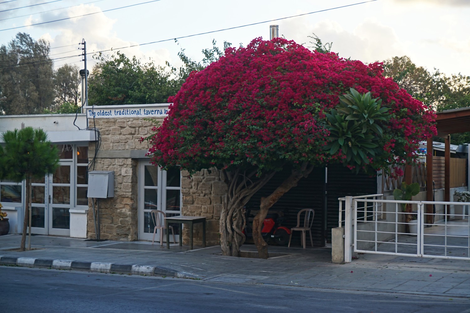 Mediterranean vegetation, Paphos Mediterranean vegetation, Paphos