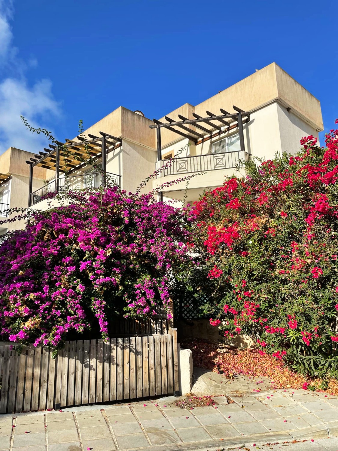 Mediterranean vegetation, Paphos Mediterranean vegetation, Paphos